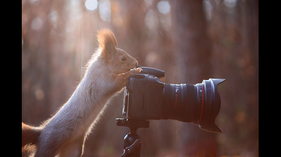 Играта на катеричките