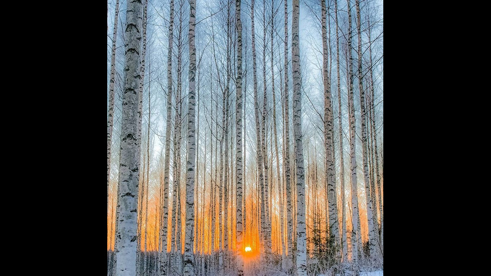 Финландска гора като от приказките