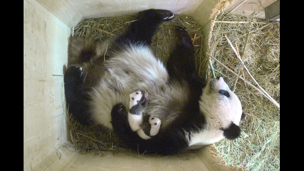 В зоопарка във Виена щастливи от раждането на женска панда