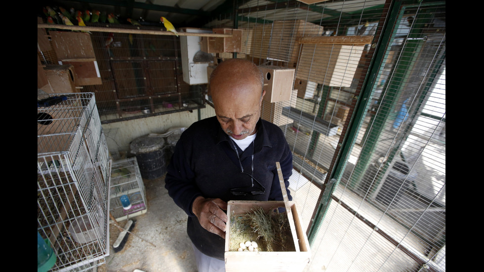 Палестинец отглежда над 500 птици в дома си