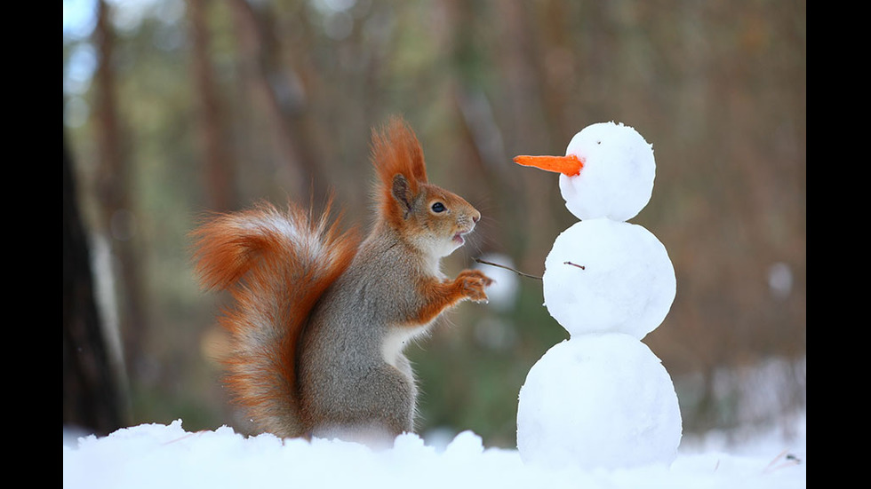 Играта на катеричките