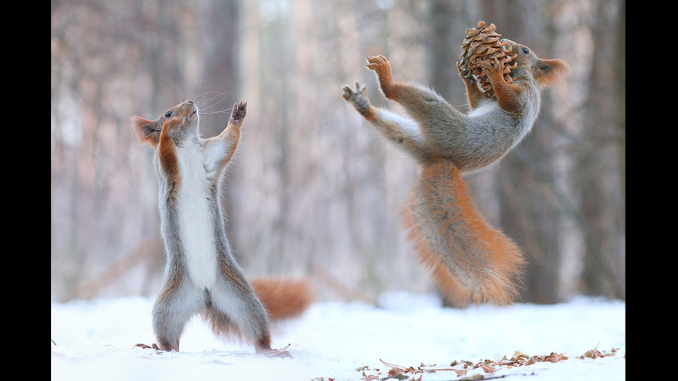 Играта на катеричките