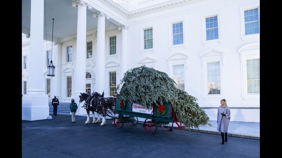 Мелания Тръмп посрещна коледната елха на Белия дом