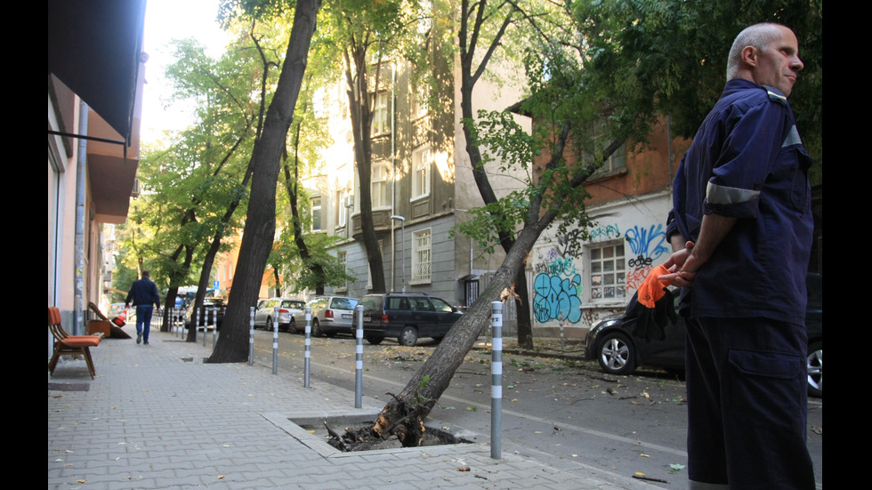 Дърво падна на улица в центъра на София