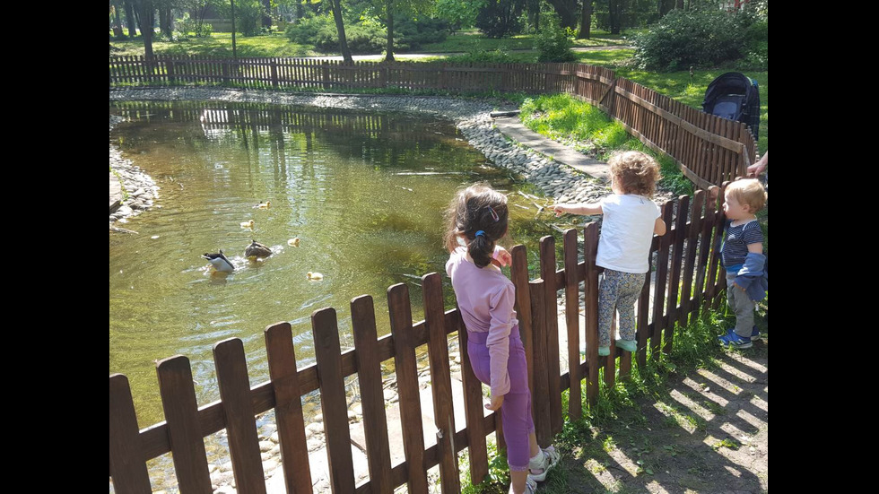 Новите обитатели на езерото в Борисовата градина
