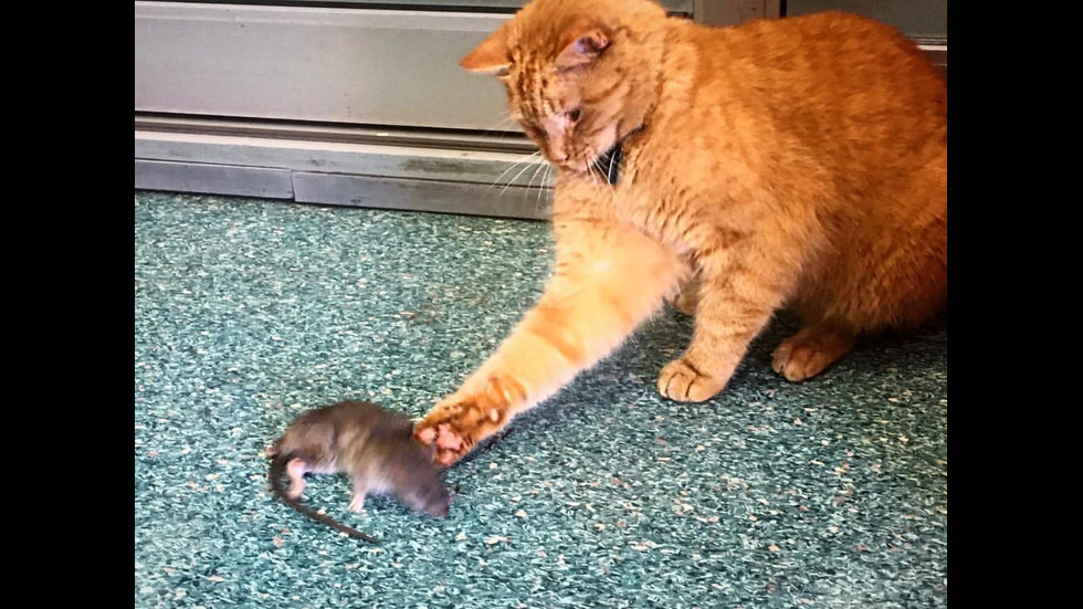 Котката полицай