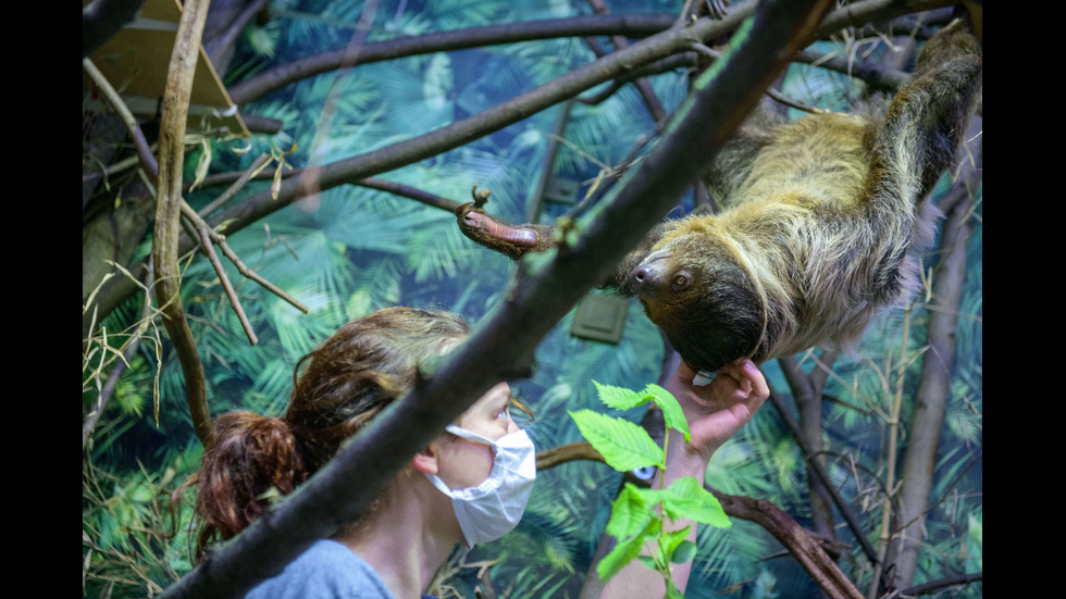 Сладките обитатели на зоопарк в Полша