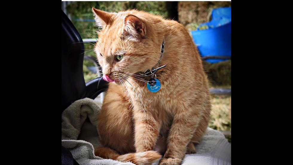 Котката полицай