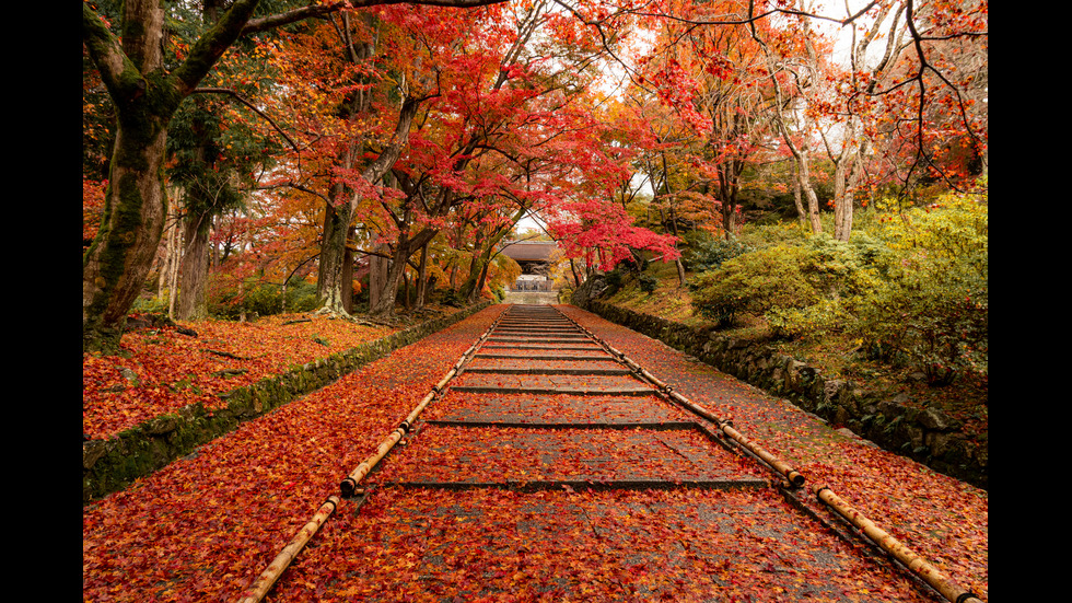 Есенна Япония - страната, в която ходят на "лов за листа"