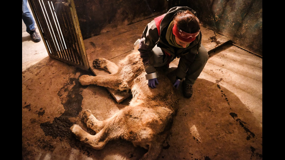 Лъвът Асен от зоопарка в Разград вече е в София