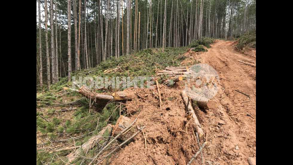 Секачи унищожиха 180 декара гора край София
