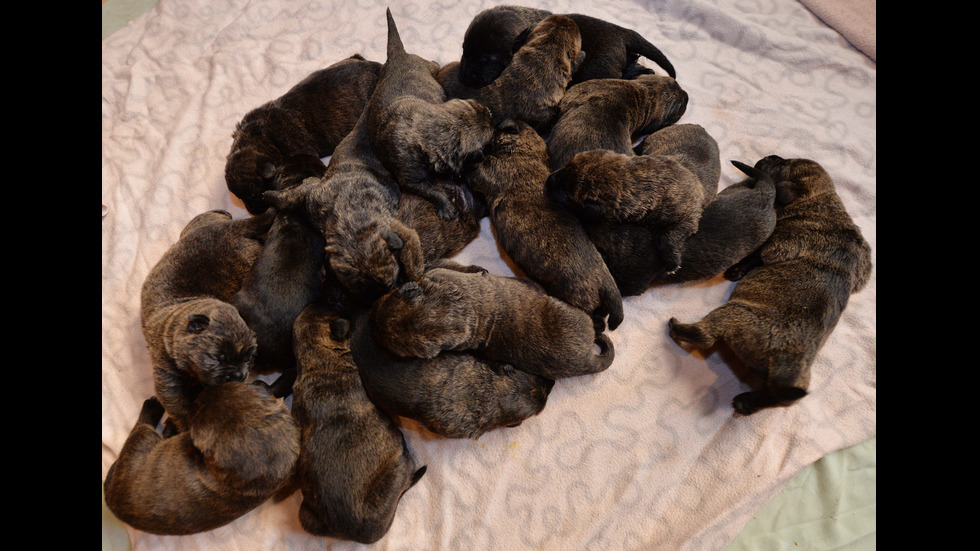 Женско куче роди 17 кученца