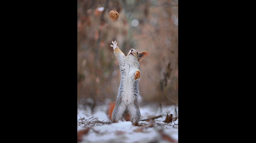 Играта на катеричките