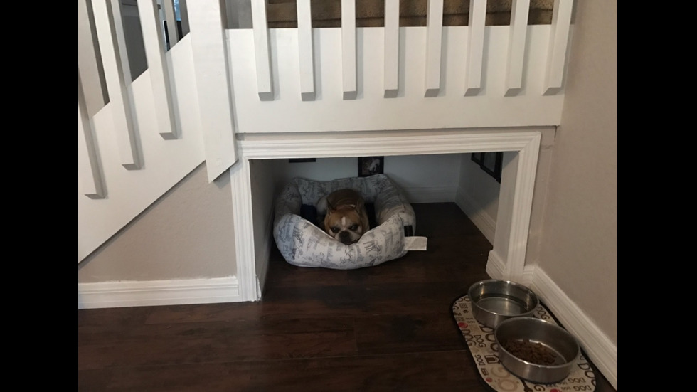 Мъж построи специална стая за кучето си