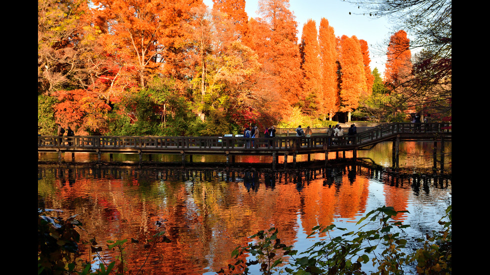 Есенна Япония - страната, в която ходят на "лов за листа"