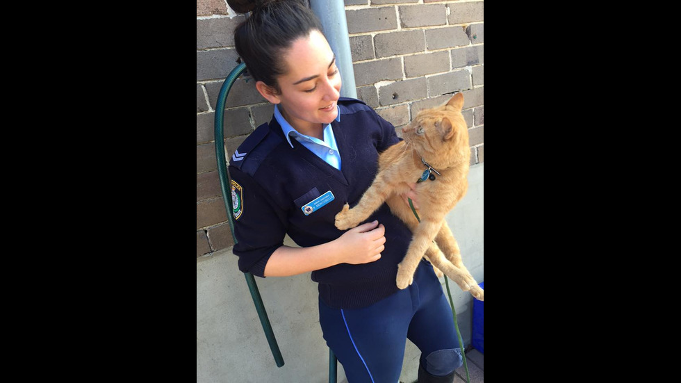 Котката полицай