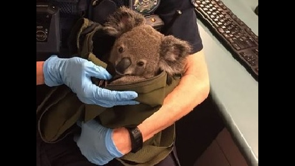 В Австралия откриха коала в чантата на 50-годишна жена