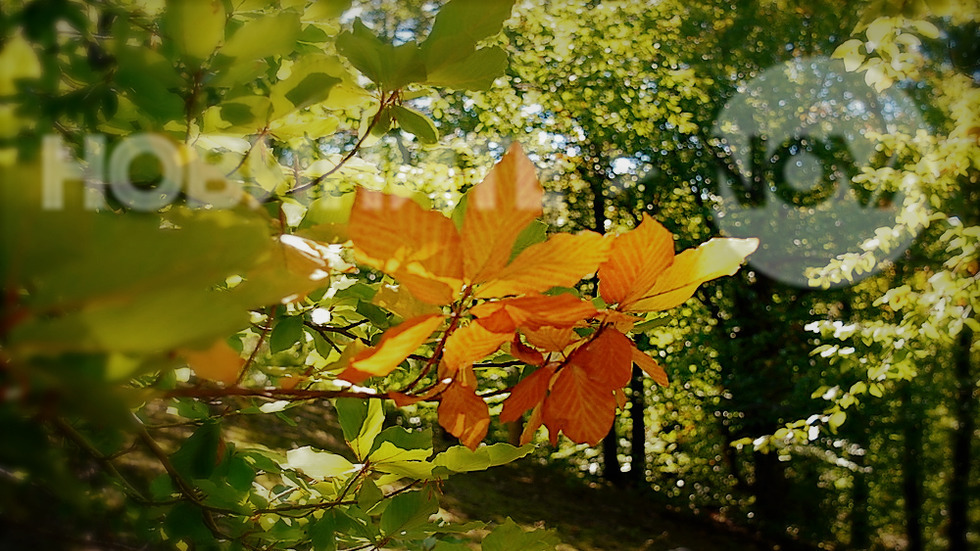 ЕСЕННА МАГИЯ: 20 доказателства, че есента е най-цветния сезон (ГАЛЕРИЯ)