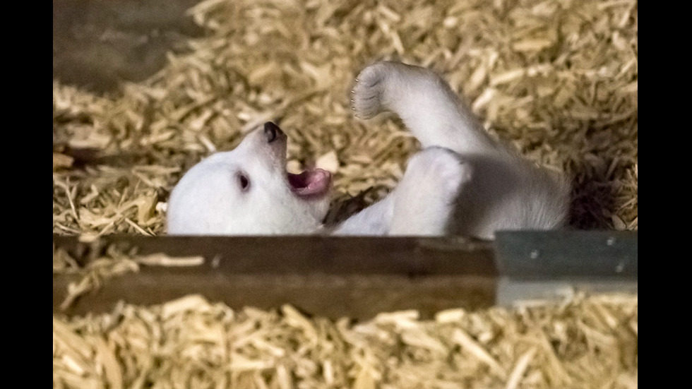 Първи ветеринарен преглед за полярното мече в зоопарка в Берлин