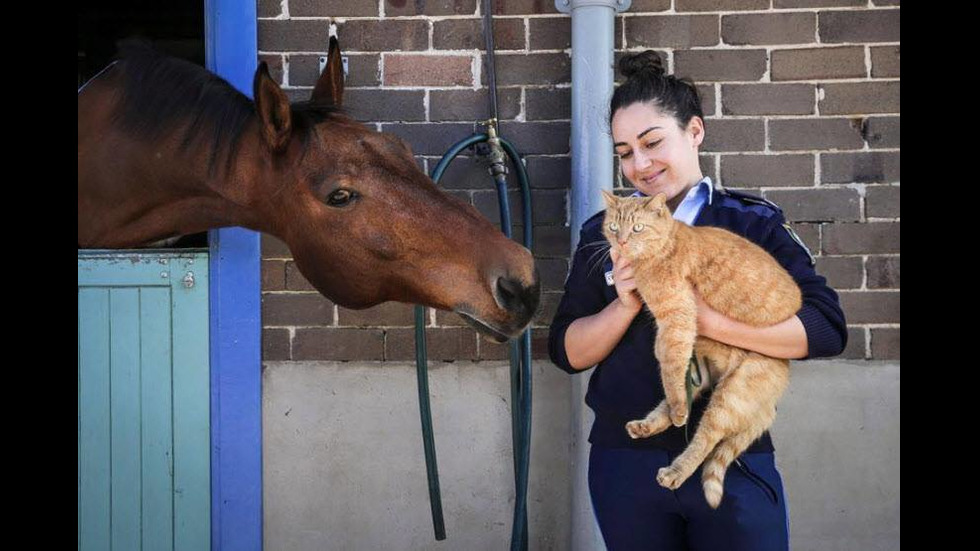 Котката полицай