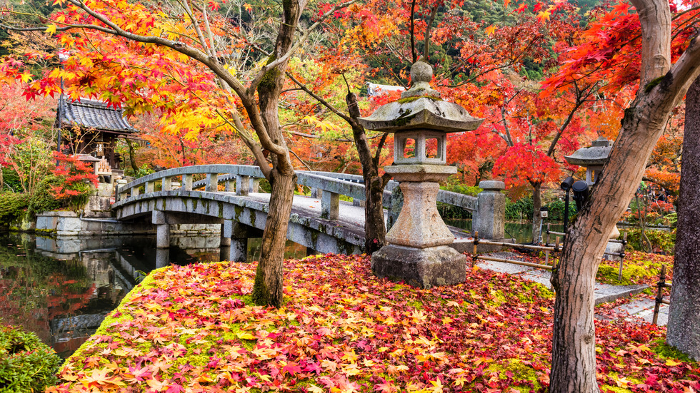 Есенна Япония - страната, в която ходят на "лов за листа"