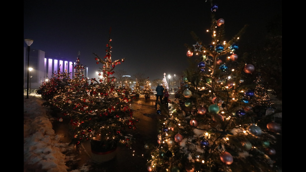 Грейна коледната елха в София