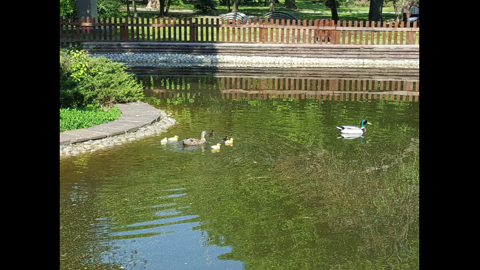 Новите обитатели на езерото в Борисовата градина