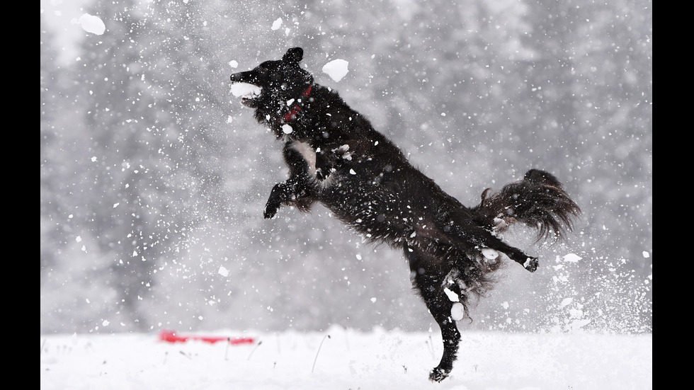Кучета в снега