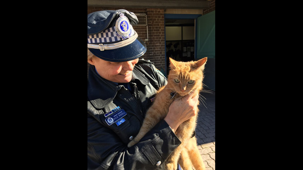Котката полицай