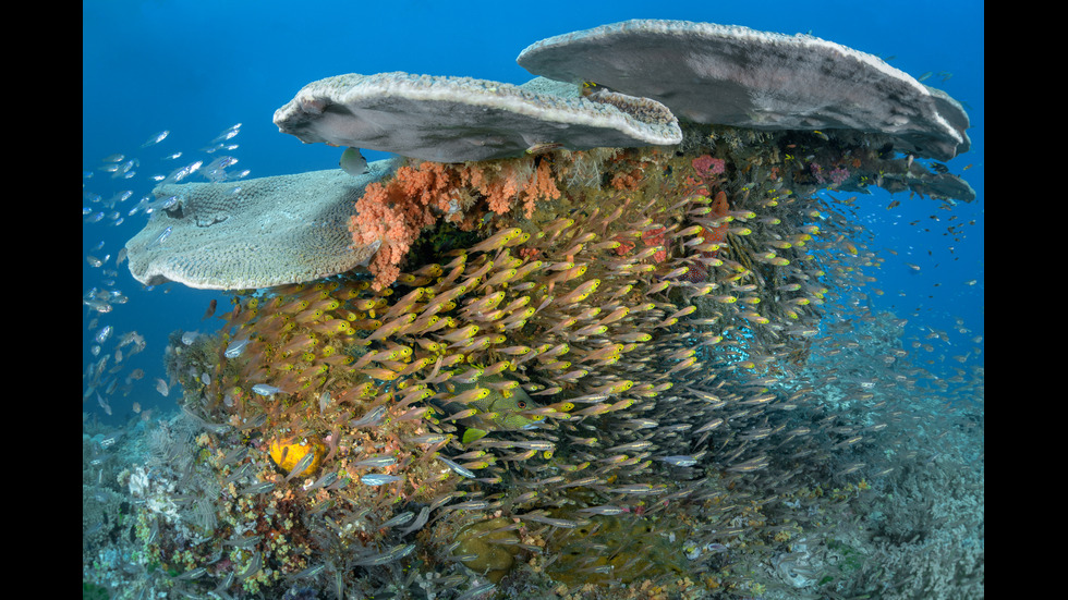 Какво ще изгуби човечеството, ако изчезнат кораловите рифове?