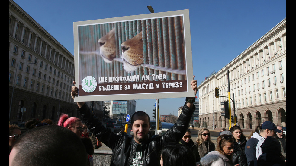 ЗАРАДИ ДВЕТЕ ЛЪВЧЕТА: Протест под прозорците на властта