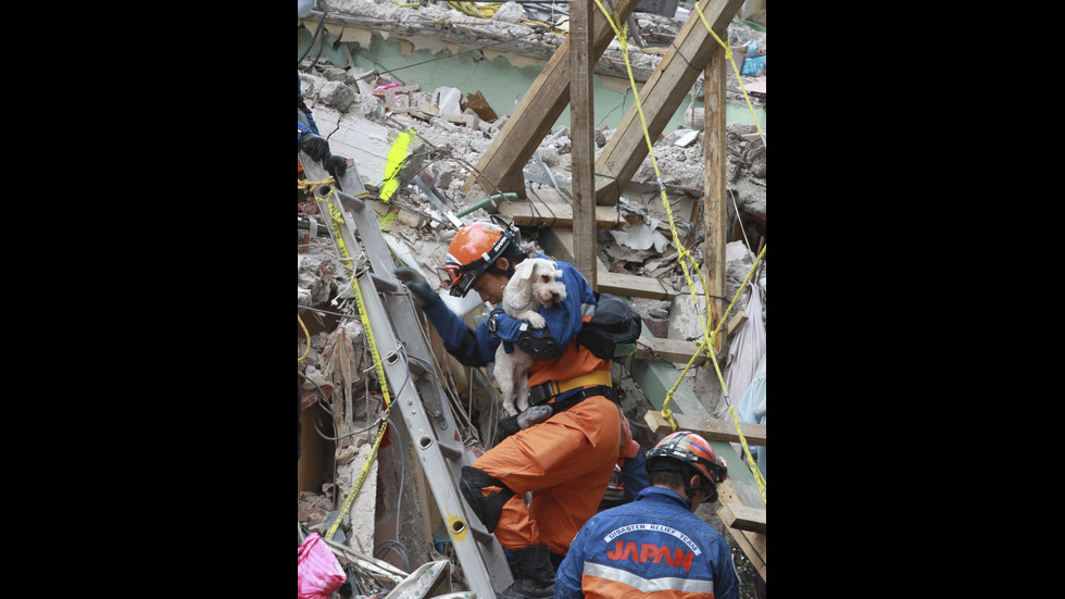 Спасиха малко кученце от развалините в Мексико сити