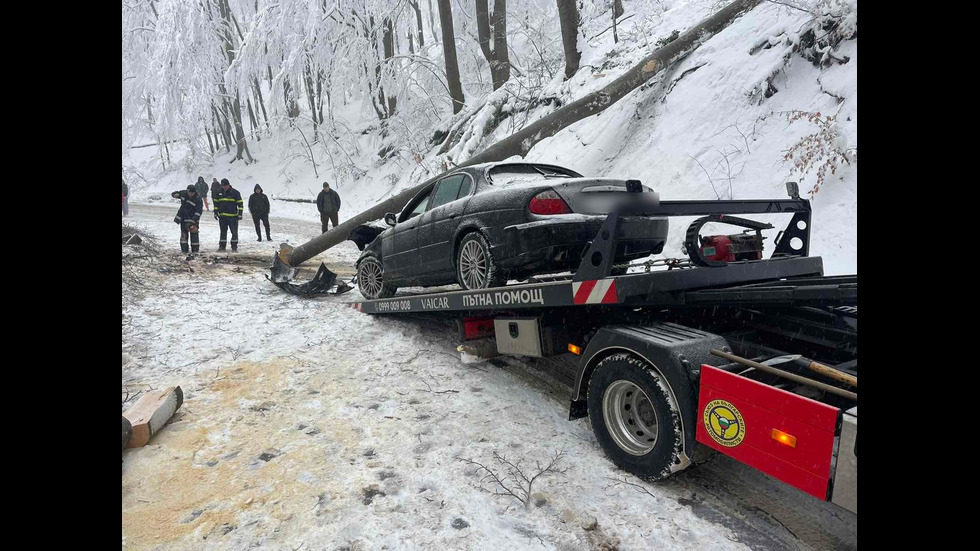 Дърво падна върху лек автомобил в района на прохода Шипка