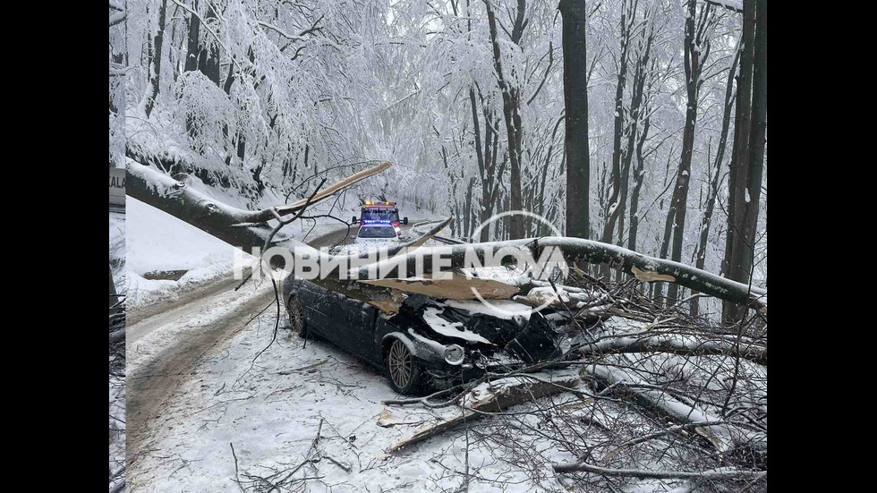 Дърво падна върху лек автомобил в района на прохода Шипка