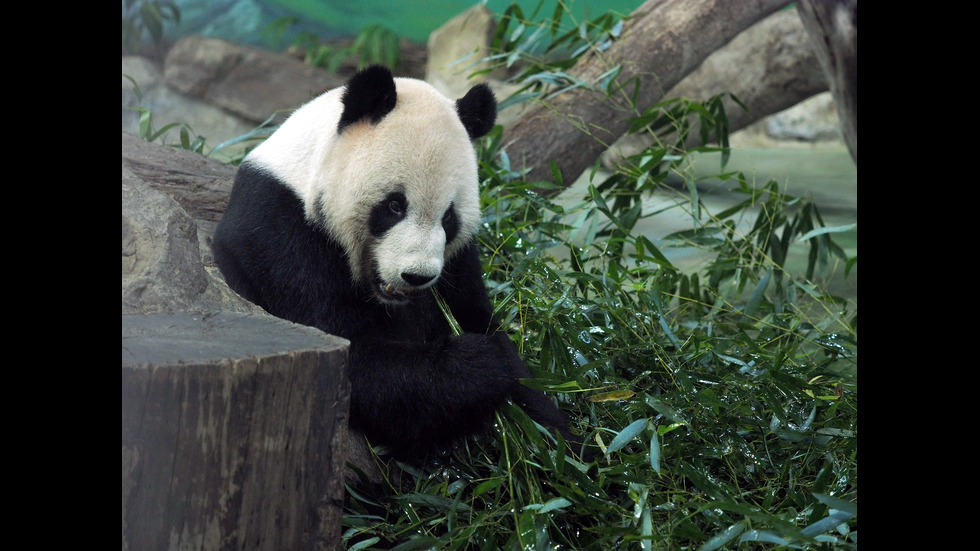Пандата Юан Юан роди второ малко