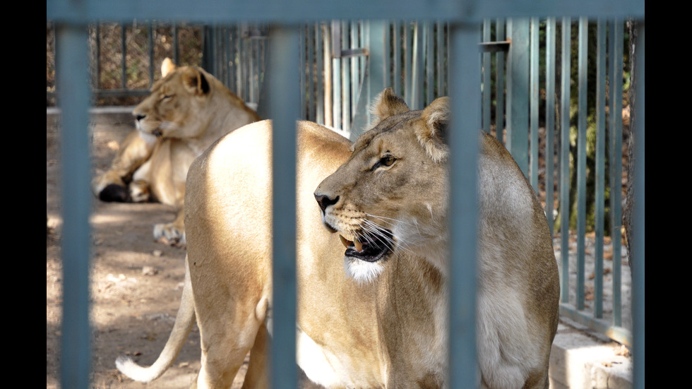 2-годишният лъв Асен е най-новият обитател на зоокът “Кенана”