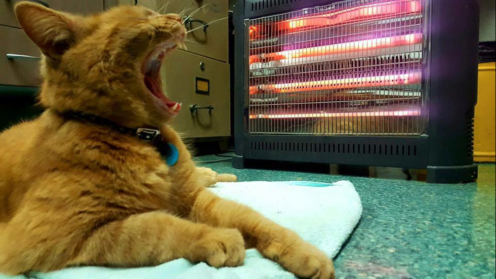 Котката полицай