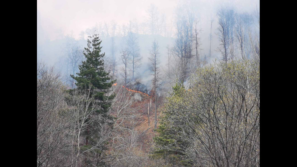 Пожар в гора в Пазарджишко