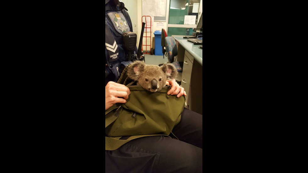В Австралия откриха коала в чантата на 50-годишна жена