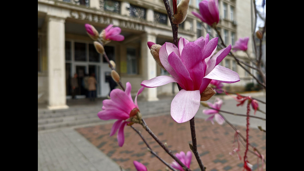 Разцъфтяха магнолиите в центъра във Варна