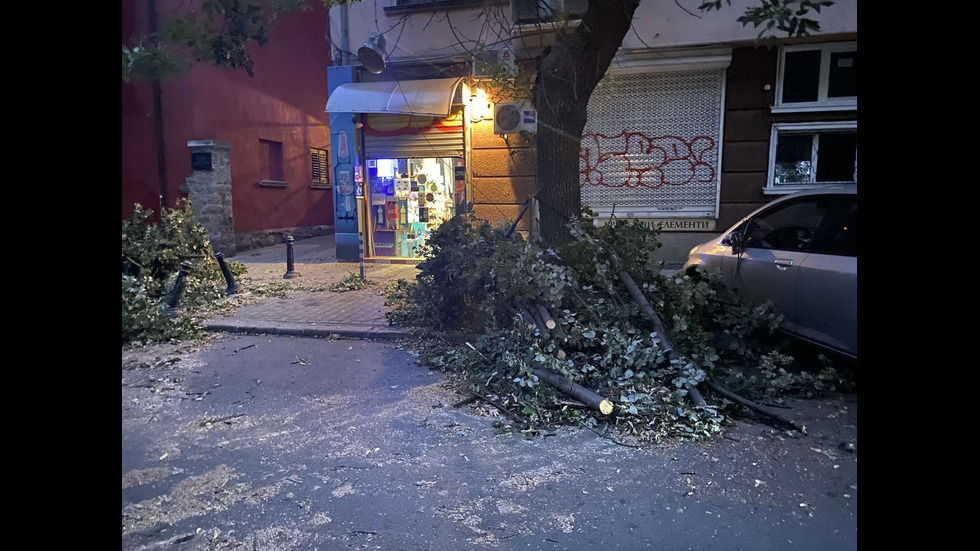 Огромно дърво падна близо до Червената къща в София