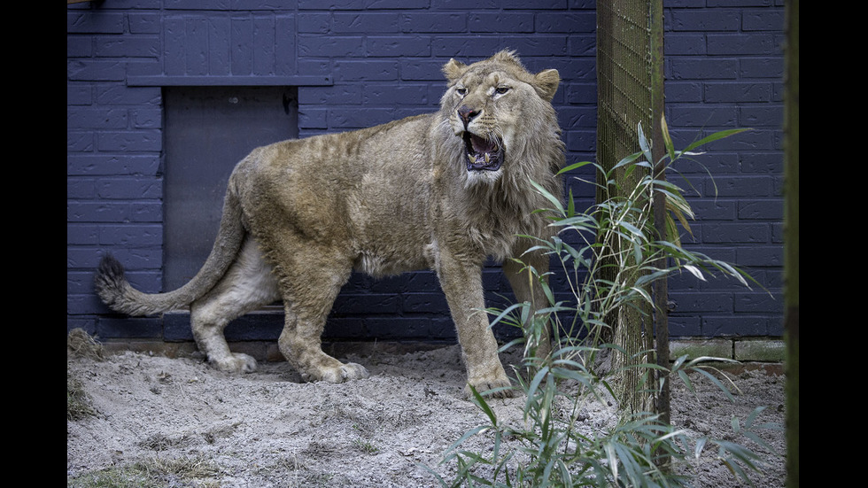 4-годишният лъв Асен вече е в Холандия