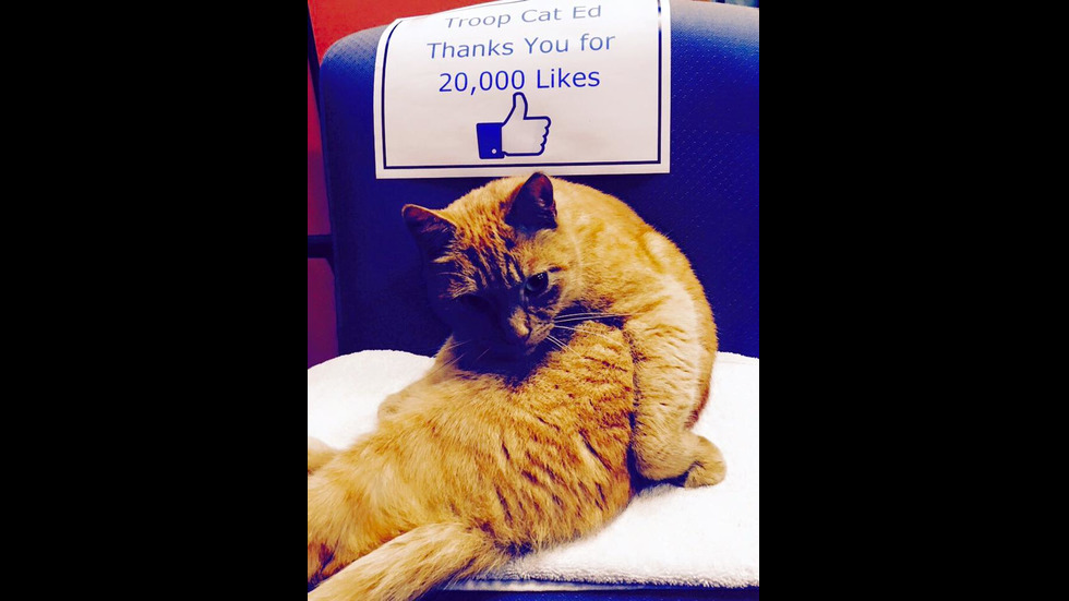 Котката полицай