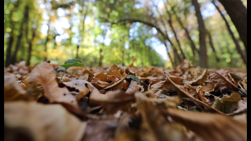 Топла, златна есен в "Северния парк" на столицата