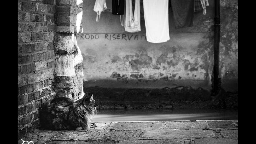 Италия – страната на уличните котки