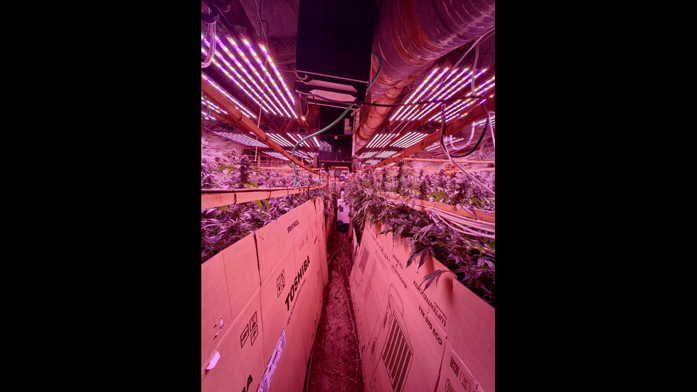 „Подземен град“ от канабис: Разкриха високотехнологична наркооранжерия в бивша мина край Кюстендил