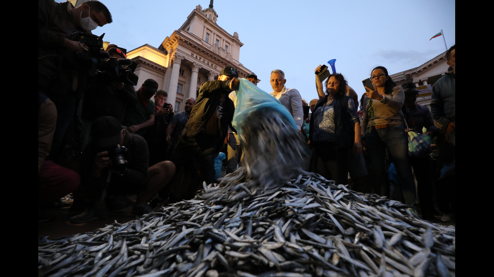 48-И ДЕН НА ПРОТЕСТИ: Изсипаха мъртва риба пред Министерски съвет