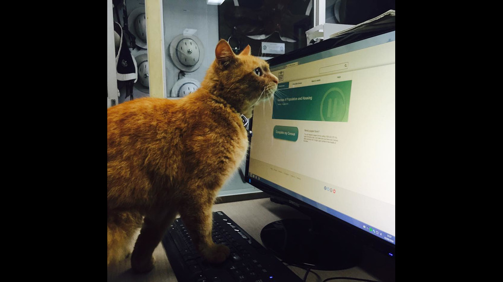 Котката полицай