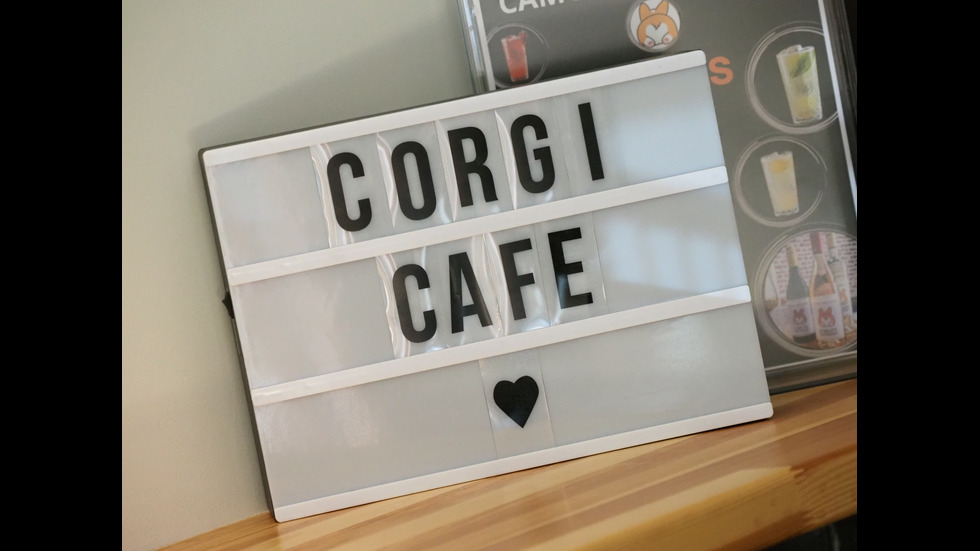 "Corgi's Cafe": Единственото заведение у нас, в което посетителите могат да се наслаждават на кученца