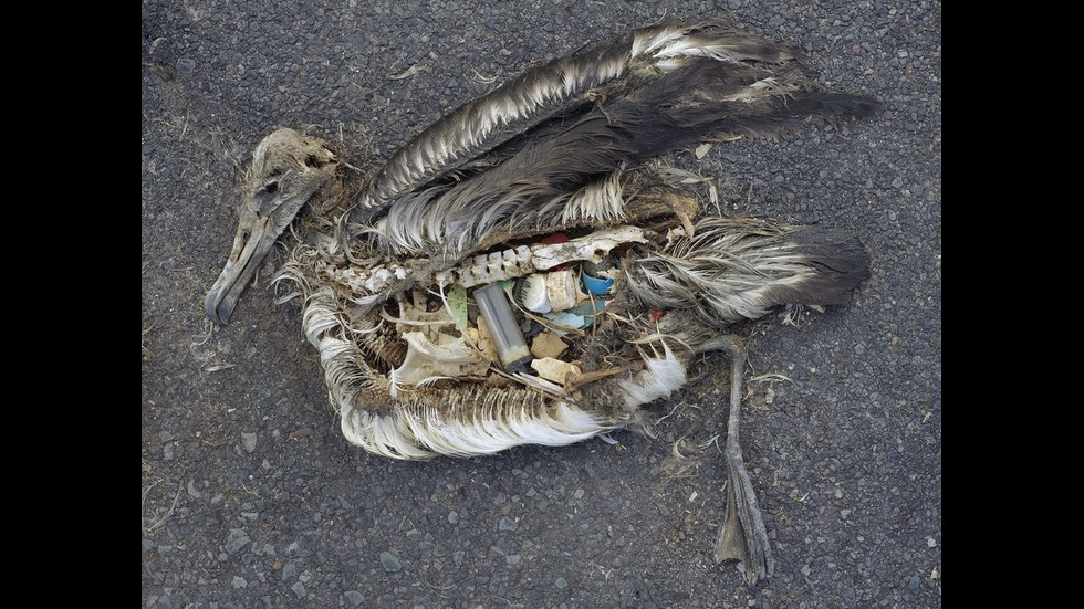 Как човешките отпадъци убиват животните